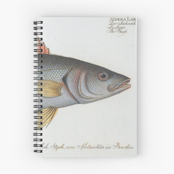 Item preview, Vintage Illustration of a Umber Fish (1785) designed and sold by BravuraMedia.