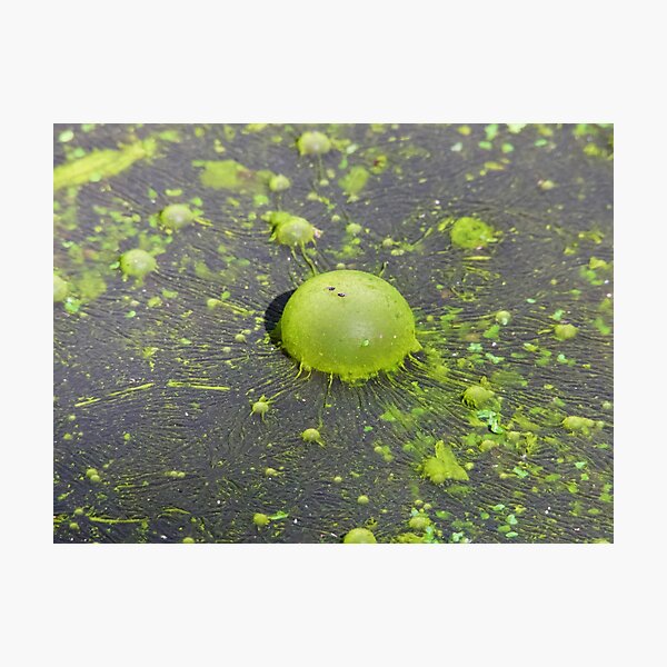 Item preview, Nature own Green, Green algae designed and sold by Mark Grimsley.