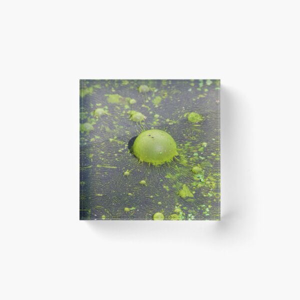 Item preview, Nature own Green, Green algae designed and sold by Mark Grimsley.