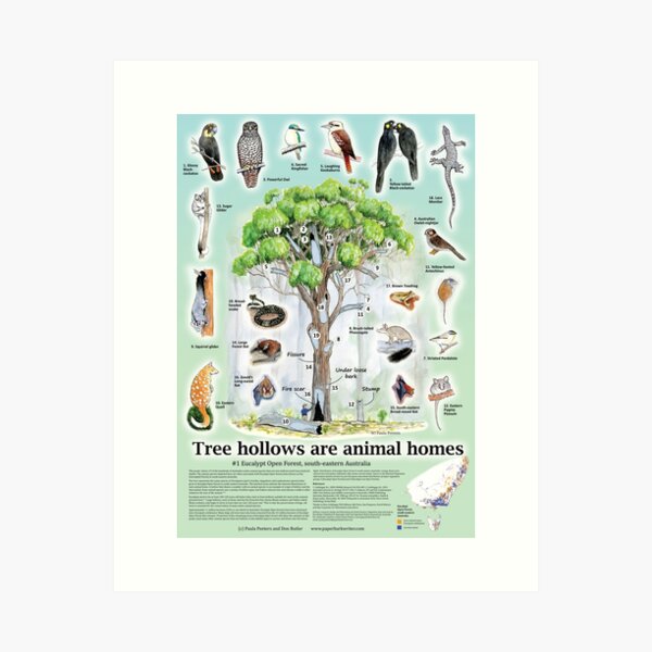 Item preview, Tree hollows are animal homes #1 (detailed poster design) designed and sold by Paula Peeters.