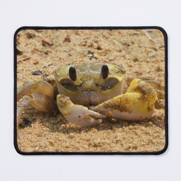 Item preview, Crab enjoying some time in the sun designed and sold by Mark Grimsley.