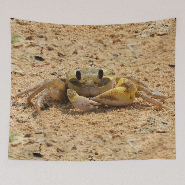 Item preview, Crab enjoying some time in the sun designed and sold by Mark Grimsley.