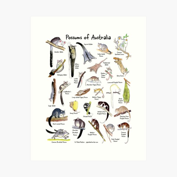Possums of Australia (with names) Art Print