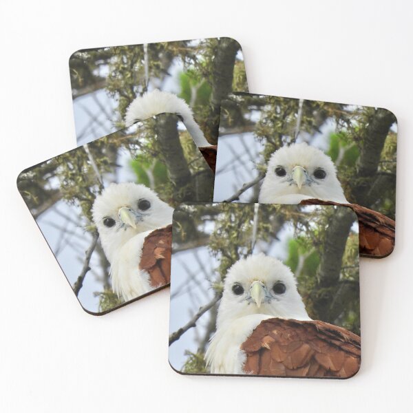 Item preview, Brahminy Kite what are you looking at designed and sold by Mark Grimsley.