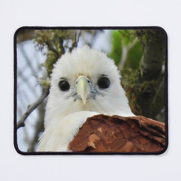 Item preview, Brahminy Kite what are you looking at designed and sold by Mark Grimsley.