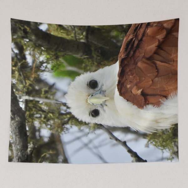 Item preview, Brahminy Kite what are you looking at designed and sold by Mark Grimsley.