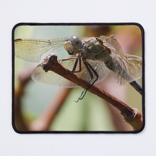 Item preview, Dragonfly drop by for a close up designed and sold by Mark Grimsley.
