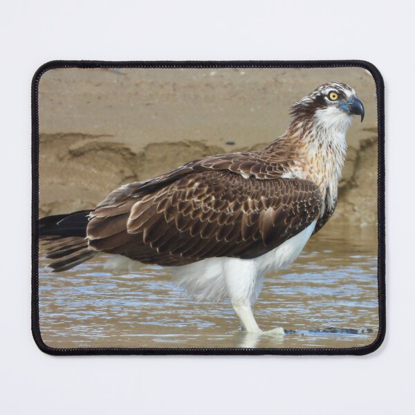 Item preview, Osprey bath time designed and sold by Mark Grimsley.