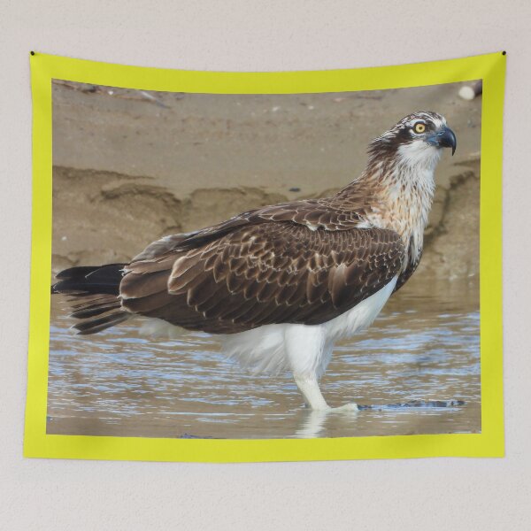Item preview, Osprey bath time designed and sold by Mark Grimsley.