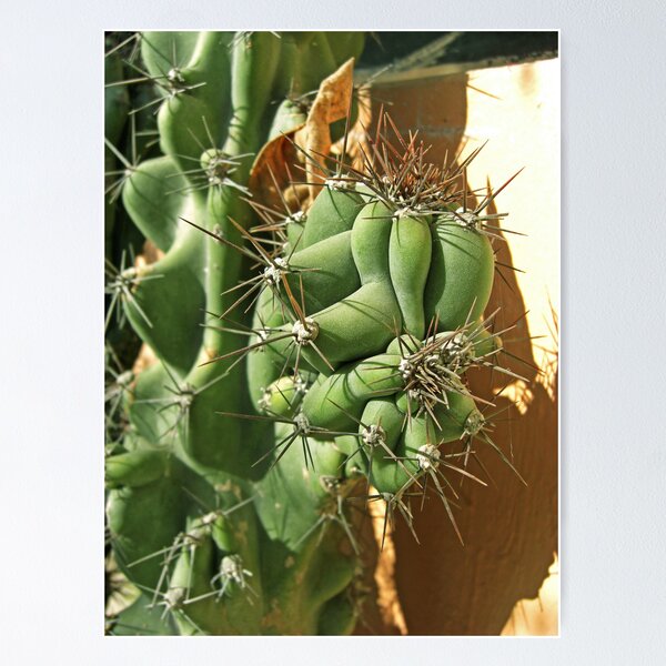 Artikelvorschau, Cactus Close-up 3 entworfen und verkauft von TravelPhotoArt.