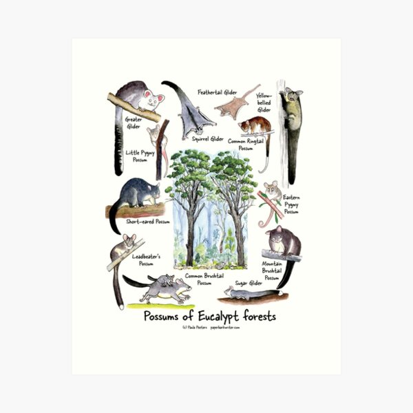 Item preview, Possums of Eucalypt forests designed and sold by Paula Peeters.