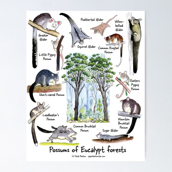 Possums of Eucalypt forests Poster
