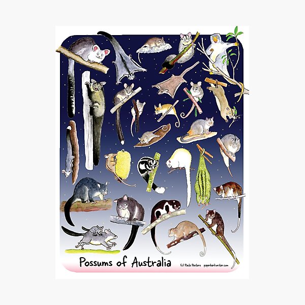Item preview, Possums of Australia night sky designed and sold by Paula Peeters.