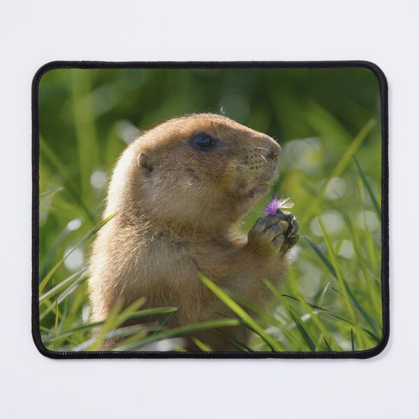 Item preview, Prairie Dog and the Purple Bloom designed and sold by rawshutterbug.