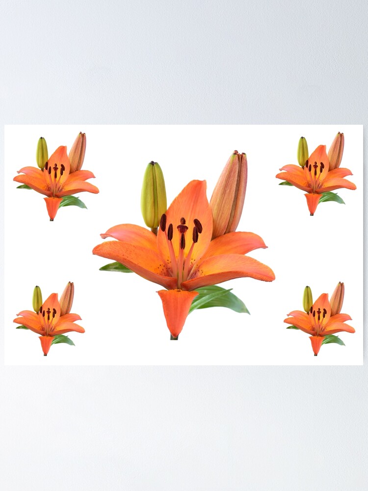 Póster «Lilium & # 39; Orange Pixie & # 39; Lirio asiático enano» de  chrisburrows | Redbubble