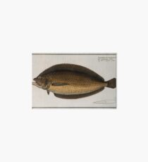 Vintage Illustration of a Flounder (1785) 2 Art Board