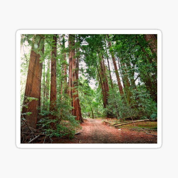 Artikel-Vorschau von Muir Wood Redwoods, designt und verkauft von thehannahverse.