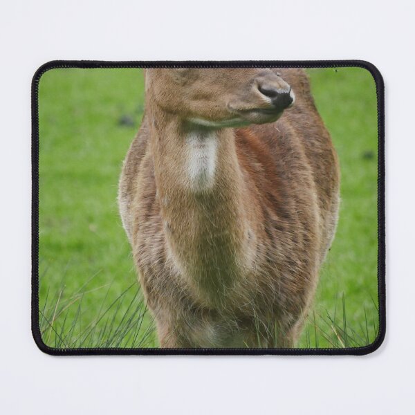Item preview, Deer in a meadow designed and sold by MichaelMauerer.