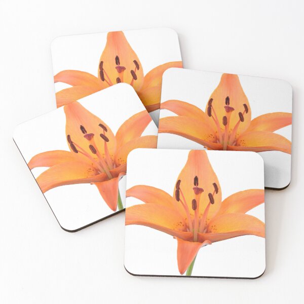 Item preview, Lilium  'Orange Pixie'  Dwarf Asiatic lily  designed and sold by Chris Burrows.
