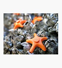 Seastars Photographic Print