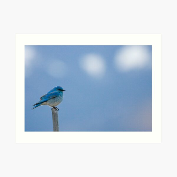 Bluebirds Return to Jackson Hole Art Print
