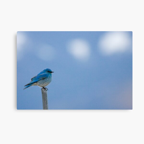 Bluebirds Return to Jackson Hole Canvas Print