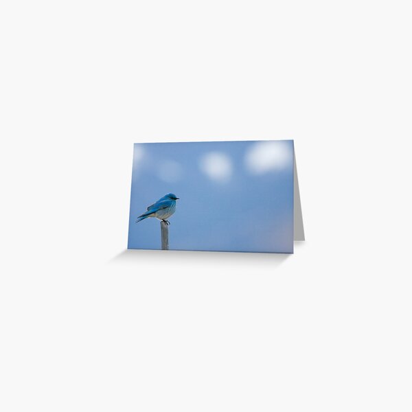 Bluebirds Return to Jackson Hole Greeting Card
