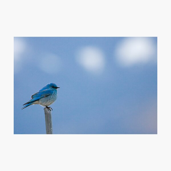 Bluebirds Return to Jackson Hole Photographic Print
