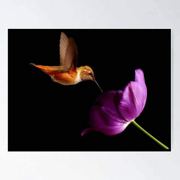 Item preview, HUMMINGBIRD AND PURPLE TULIP~ designed and sold by RoseMarie747.