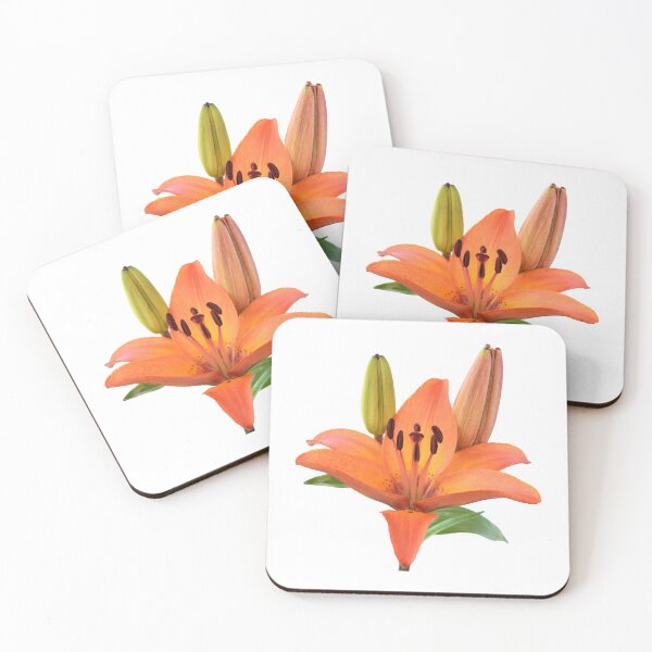 Item preview, Lilium  'Orange Pixie'  Dwarf Asiatic lily  designed and sold by Chris Burrows.