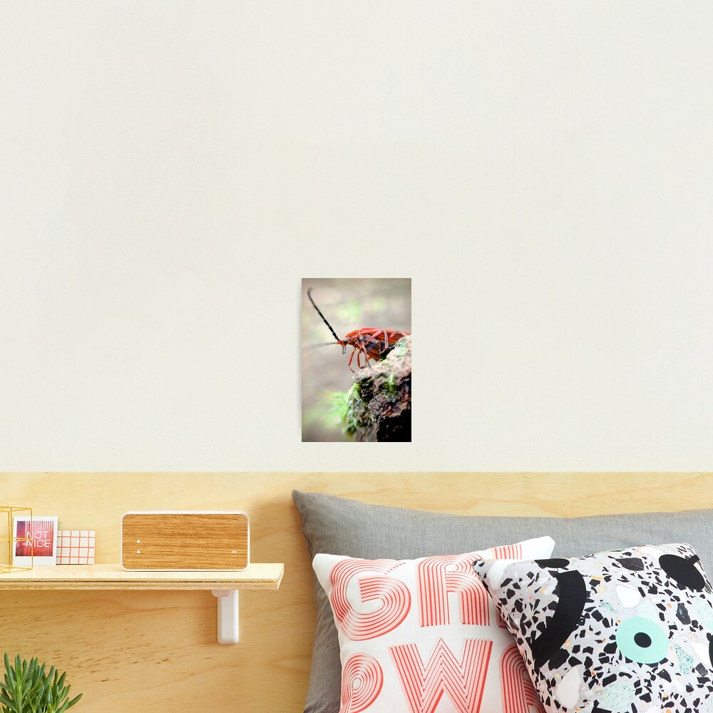 Item preview, Photographic Print designed and sold by DaogreerEarth.