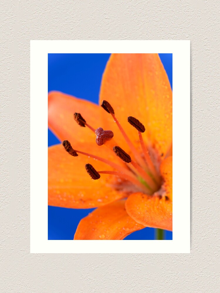 Lámina artística «Lilium & # 39; Orange Pixie & # 39; Lirio asiático enano»  de chrisburrows | Redbubble