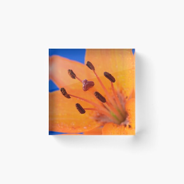 Item preview, Lilium  'Orange Pixie'  Dwarf Asiatic lily  designed and sold by Chris Burrows.