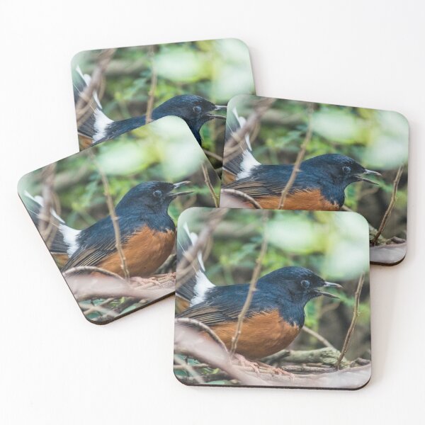 Item preview, White-rumped shama designed and sold by KensLensDesigns.