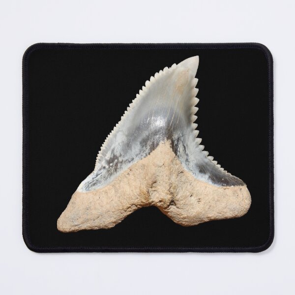 Item preview, Snaggletooth Shark Tooth, Hemipristis Serra designed and sold by OrganicOasisArt.