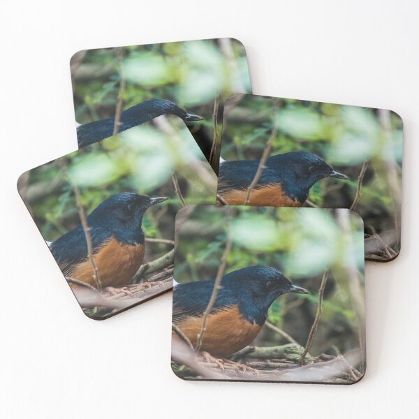 Item preview, white-rumped shama designed and sold by KensLensDesigns.