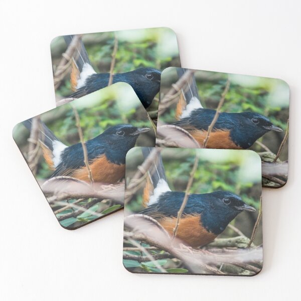 Item preview, White-rumped shama designed and sold by KensLensDesigns.