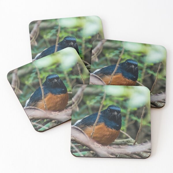 Item preview, White-rumped shama designed and sold by KensLensDesigns.