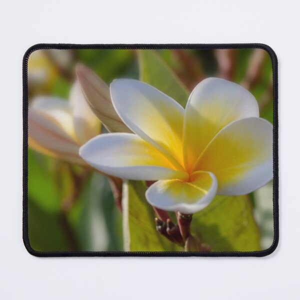 Item preview, Sweet Frangipani designed and sold by Kasia Design.