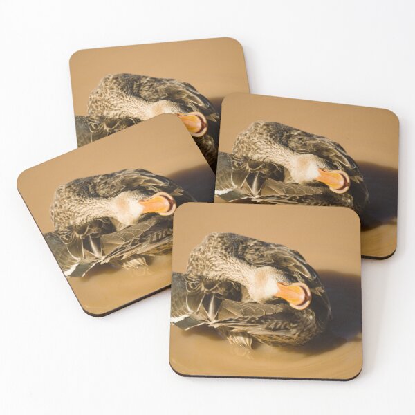 Item preview, A beautiful Northern Shoveler swimming in the water. designed and sold by ptosis.