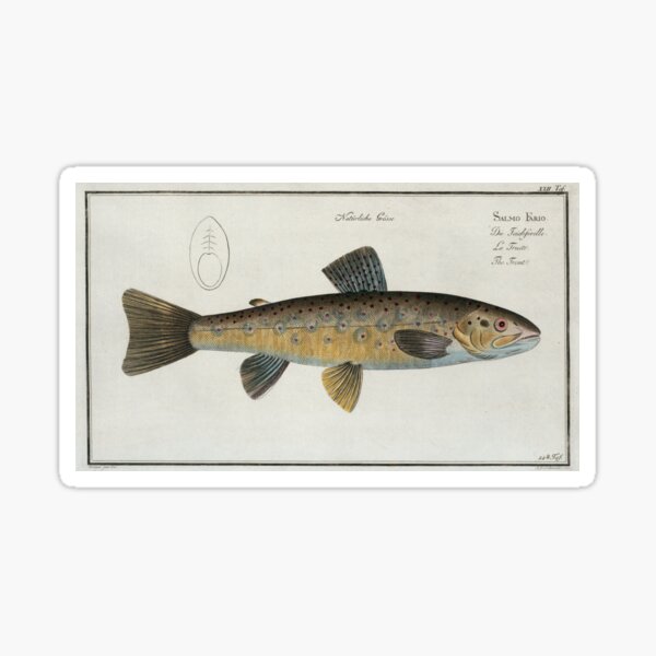 Vintage Illustration of a Brown Trout (1785) Sticker