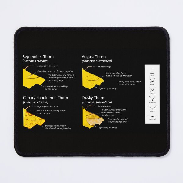 Item preview, Thorn Moth - Identification guide designed and sold by SteveEvansArt.