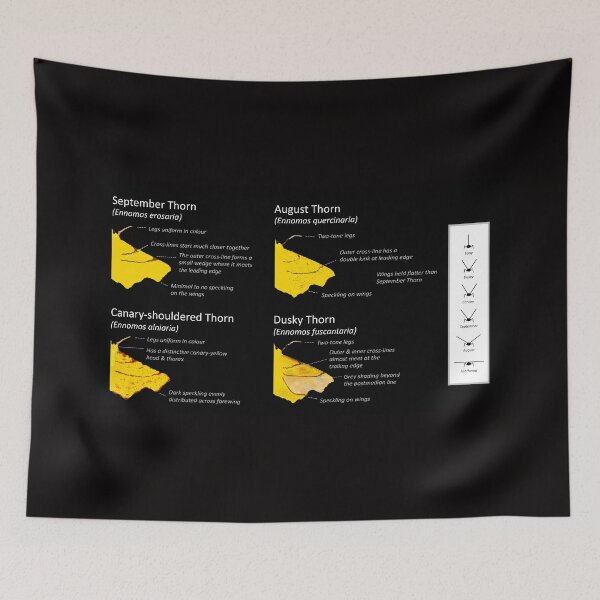 Item preview, Thorn Moth - Identification guide designed and sold by SteveEvansArt.