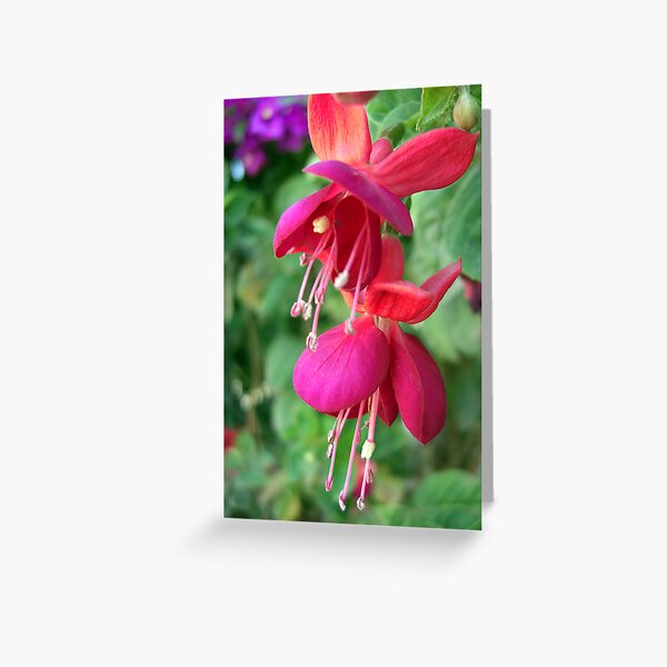 Fuchsia 4 Greeting Card