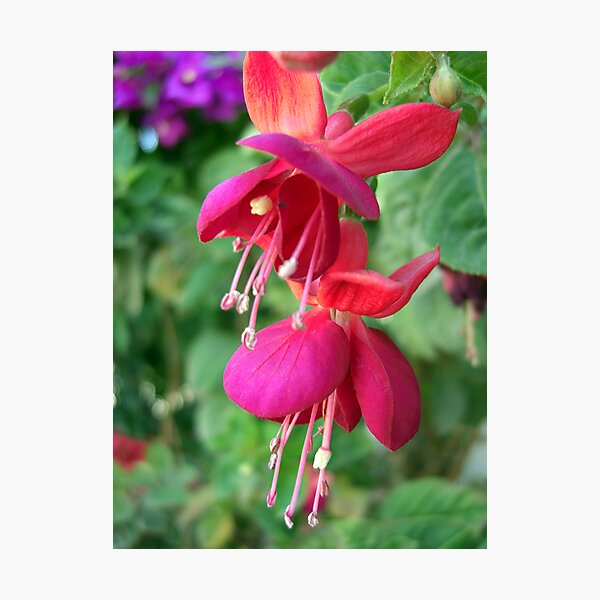 Fuchsia 4 Photographic Print