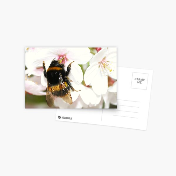 Busy Bee:) Postcard