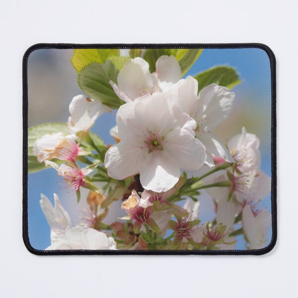 Item preview, Digital photograph Sunlit spring Cherry blossom designed and sold by SimonJohnson1.