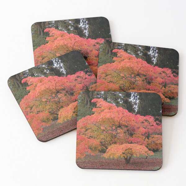 Item preview, Digital Photograph,Autumn Acer tree designed and sold by SimonJohnson1.