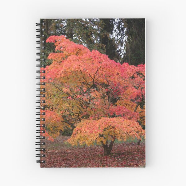 Item preview, Digital Photograph,Autumn Acer tree designed and sold by SimonJohnson1.