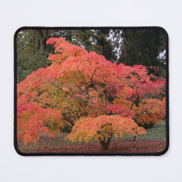 Item preview, Digital Photograph,Autumn Acer tree designed and sold by SimonJohnson1.